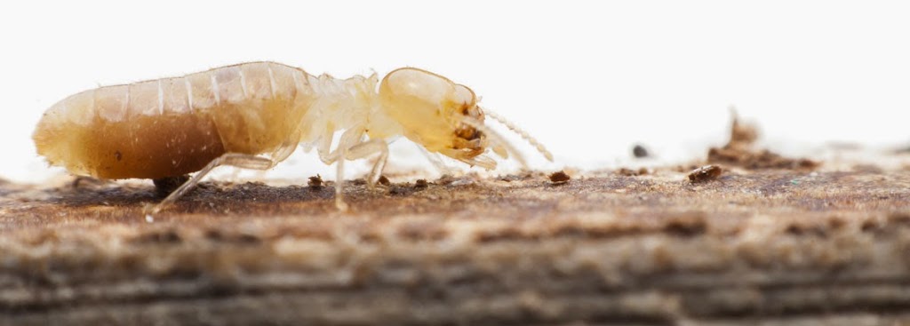 Crenshaw Termite & Pest Control | 14821 10th St, Dade City, FL 33523, USA | Phone: (352) 458-9115