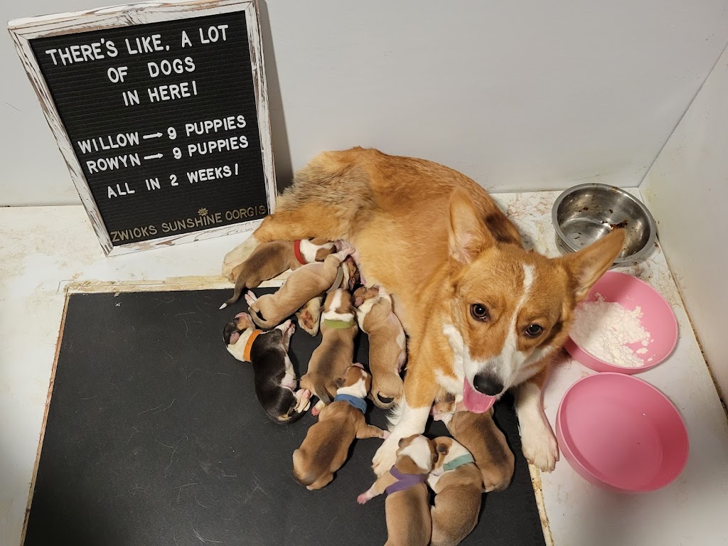 Zwicks Sunshine Corgis | 11495 Ravenna Ave NE, Louisville, OH 44641, USA | Phone: (330) 581-3698