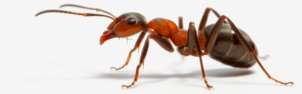 Pestgon Inc | 3612 Ocean Ranch Blvd, Oceanside, CA 92056, USA | Phone: (760) 724-8100
