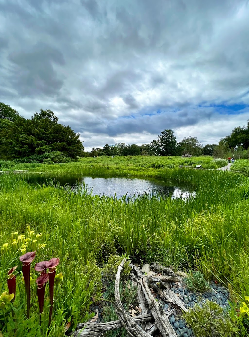 Native Plant Garden, NYBG | The Bronx, NY 10458, USA | Phone: (718) 817-8700