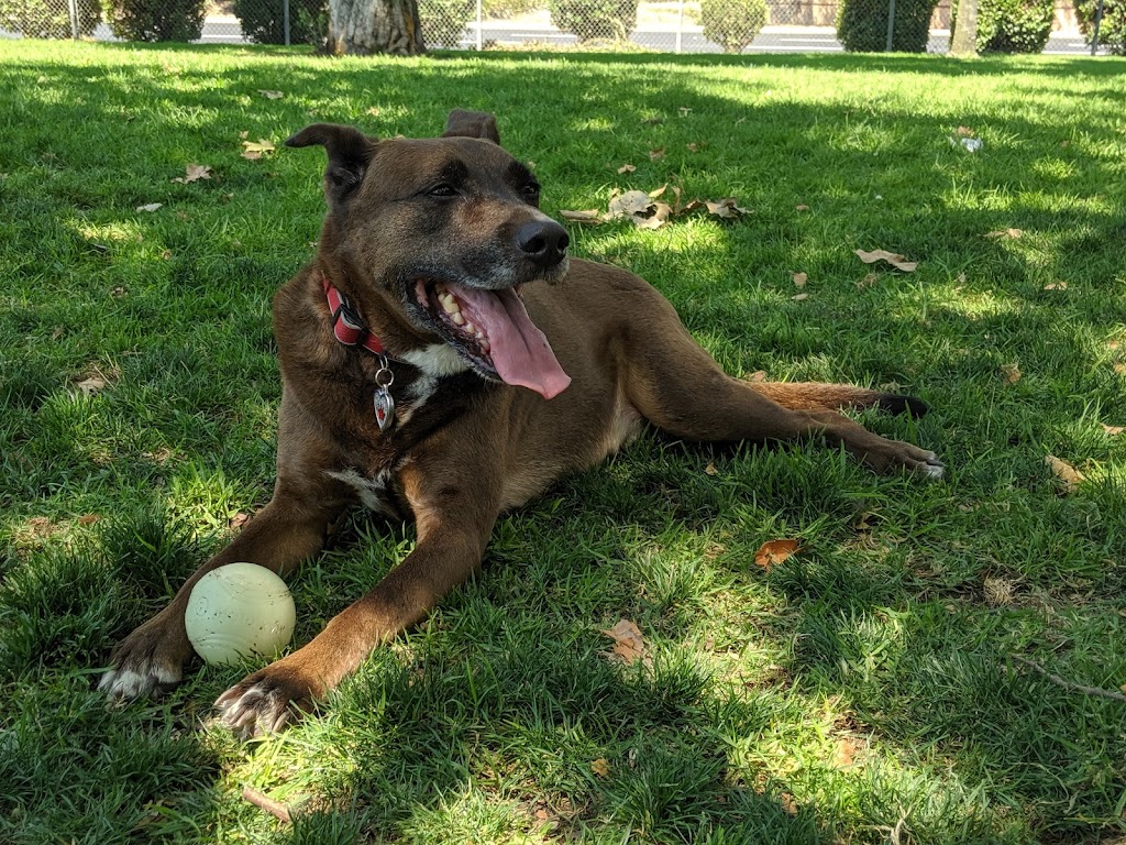 Larry J Marsalli Dog Park | 1425 Lafayette St, Santa Clara, CA 95050, USA | Phone: (408) 247-1988