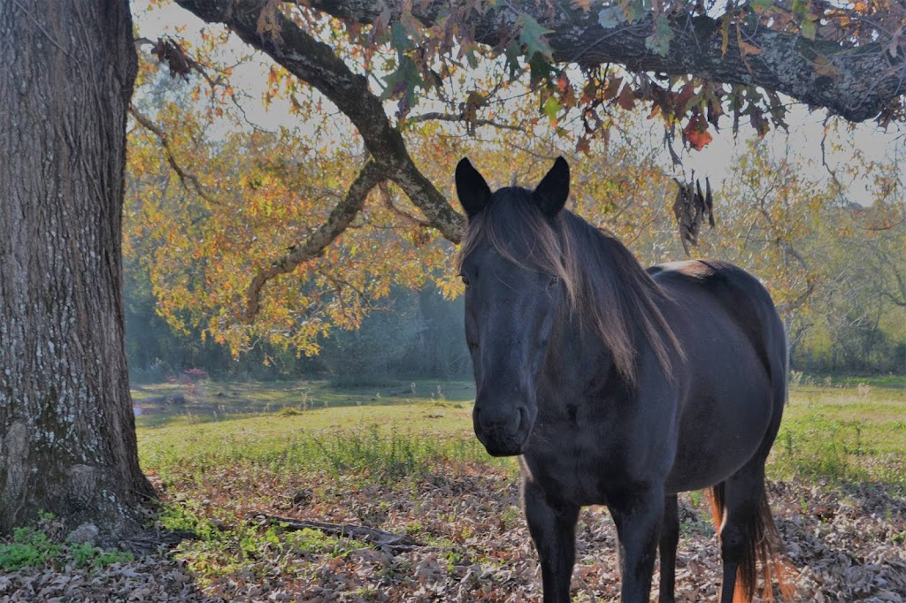 Azalea May Stables | 470 Mane Ranch Cir, Montevallo, AL 35115, USA | Phone: (205) 547-0640