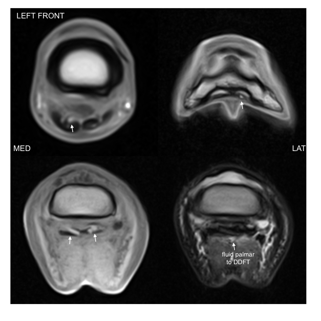 Equine MRI of MD, LLC | 15801 Old York Rd, Monkton, MD 21111, USA | Phone: (410) 999-4060