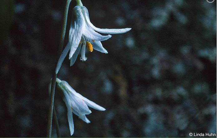 Cannon River Trout Lily Scientific and Natural Area (SNA) | Cabot Ave, Faribault, MN 55021, USA | Phone: (507) 831-2900