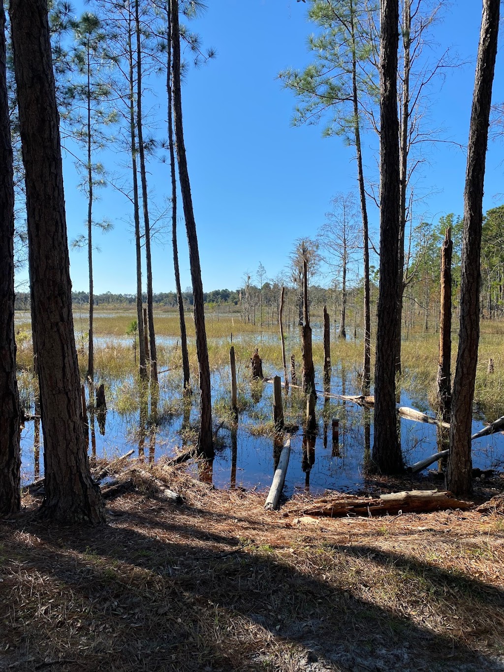 Jay B. Starkey Wilderness Park | 10500 Wilderness Park Blvd, New Port Richey, FL 34655, USA | Phone: (727) 834-3247