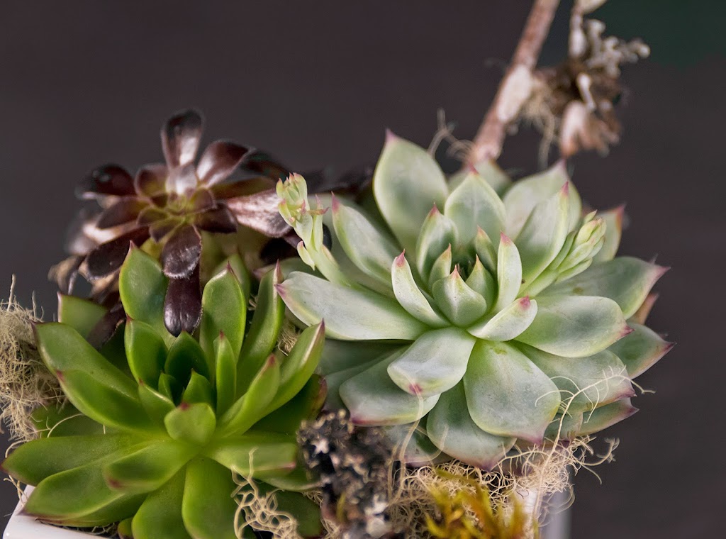 Austin Succulents | 1806 W Koenig Ln #A, Austin, TX 78756, USA | Phone: (512) 453-6633