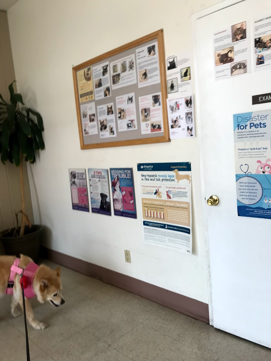 Canoga Park Veterinary Center | 22323 Sherman Way, Canoga Park, CA 91303, USA | Phone: (818) 992-8860