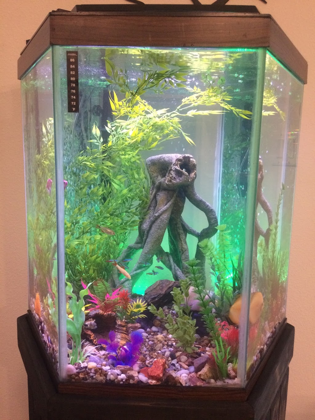 Crabbi Pattis Aquarium Shop | 1100 US-27 #1, Clermont, FL 34714, USA | Phone: (352) 404-8698 Crabbi Pattis Aquarium Shop | 1100 US-27 #1, Clermont, FL 34714, USA | Phone: (352) 404-8698