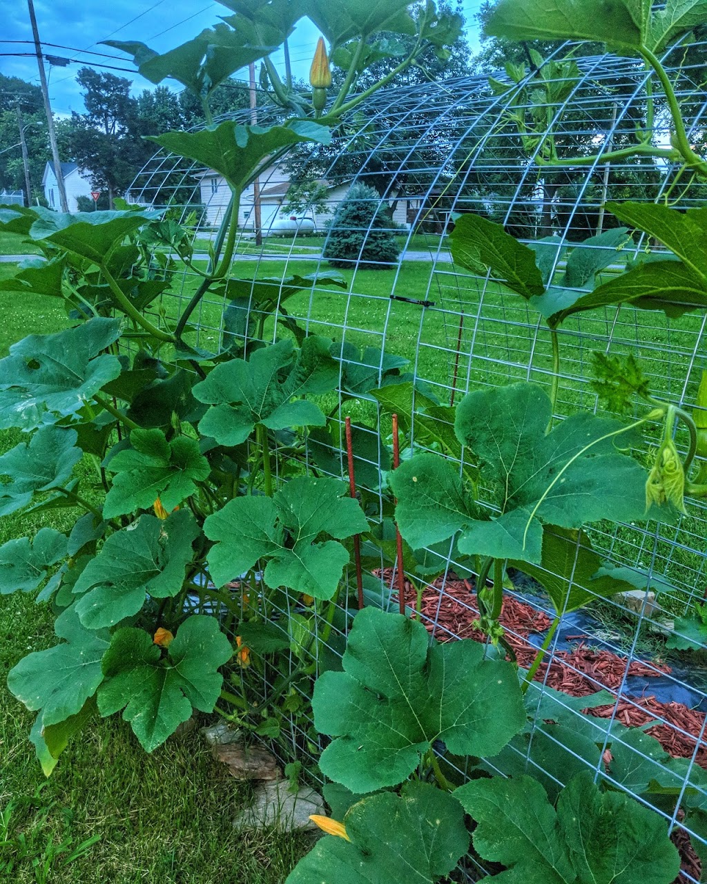 Campbell Hill community garden. | 119 S Pine St, Campbell Hill, IL 62916, USA | Phone: (618) 318-6664