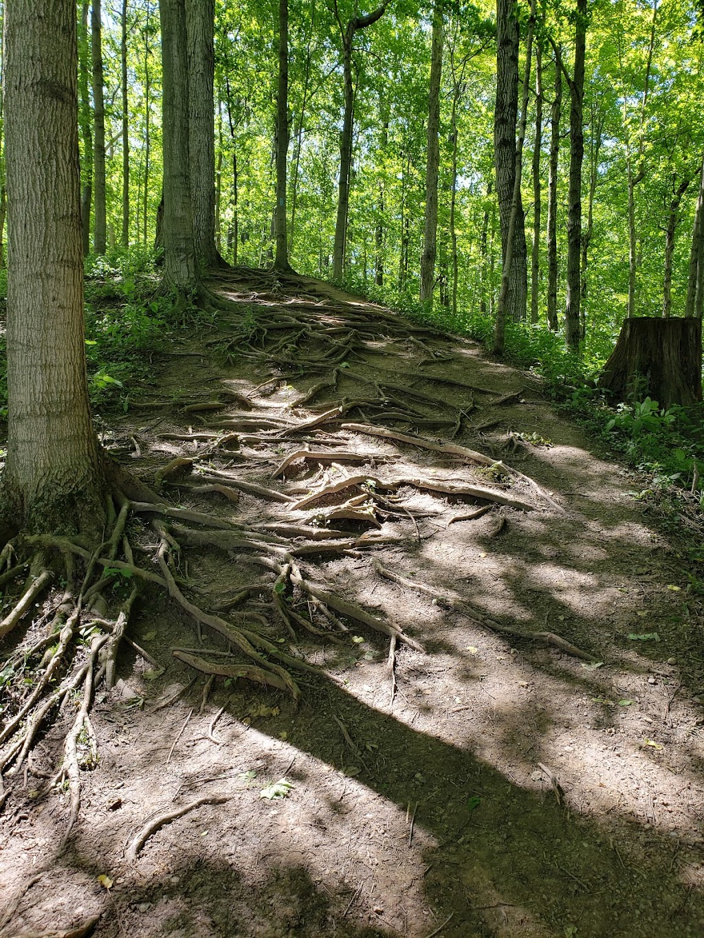 Steyer Nature Preserve | Steyer Nature Preserve, 5901 N County Rd 33, Tiffin, OH 44883, USA | Phone: (419) 447-8091