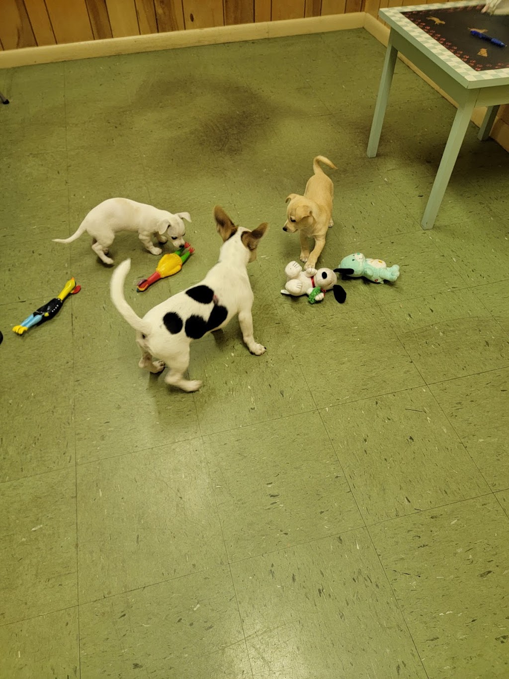 Fur-Ever Friends Animal Hospital / Canine Castaways | 1432 Wayne Rd, Arcadia, FL 34266, USA | Phone: (863) 458-7686