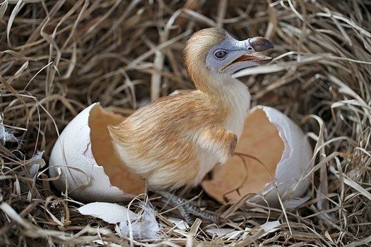 Dodo Bird Rehabilitation Center of America | El Reno, OK 73036, USA | Phone: (405) 664-0574