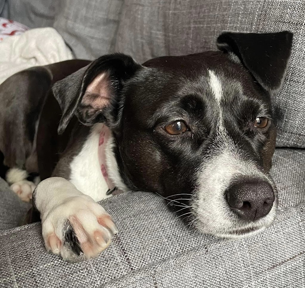 Sparta Animal Clinic | 1031 South Street Louis Street, Sparta, IL 62286, USA | Phone: (618) 443-2011