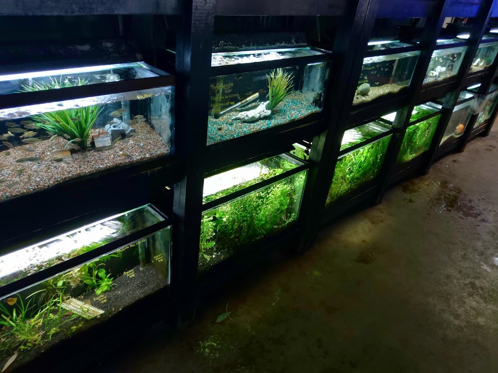 Aquarium Boutique | 9035 Garland Rd, Dallas, TX 75218, USA | Phone: (214) 660-0537