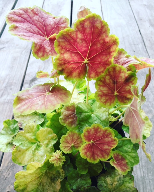 Beesons Nursery | 1300 Half Day Rd, Deerfield, IL 60015, USA | Phone: (847) 945-0520
