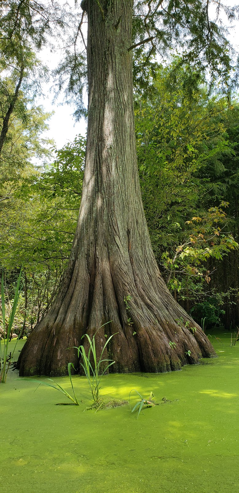 Wapanocca National Wildlife Refuge | 178 Hammond Ave, Turrell, AR 72384, USA | Phone: (870) 343-2595