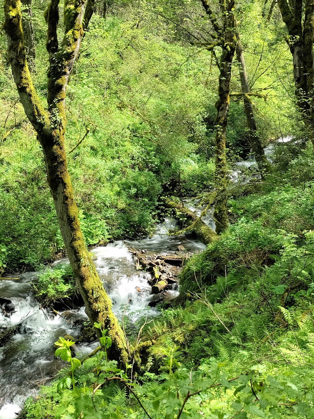 Guy W. Talbot State Park | Historic Columbia River Hwy, Corbett, OR 97019, USA | Phone: (800) 551-6949