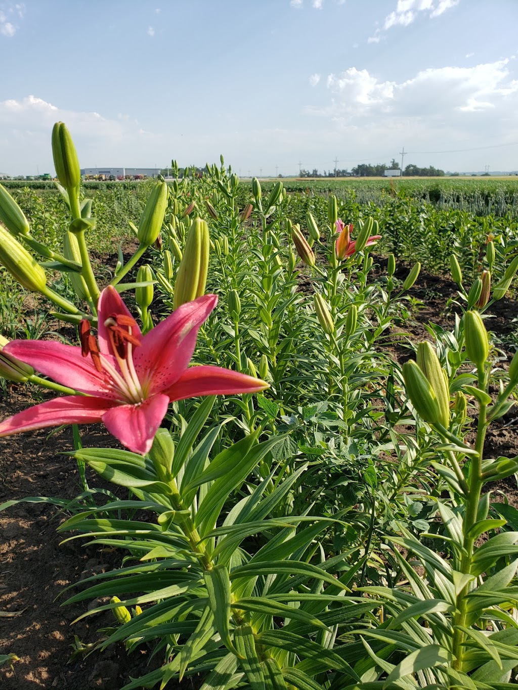 Lus Flowers & Vegetables | 2256 Rosedale Rd, Fremont, NE 68025, USA | Phone: (651) 808-7600