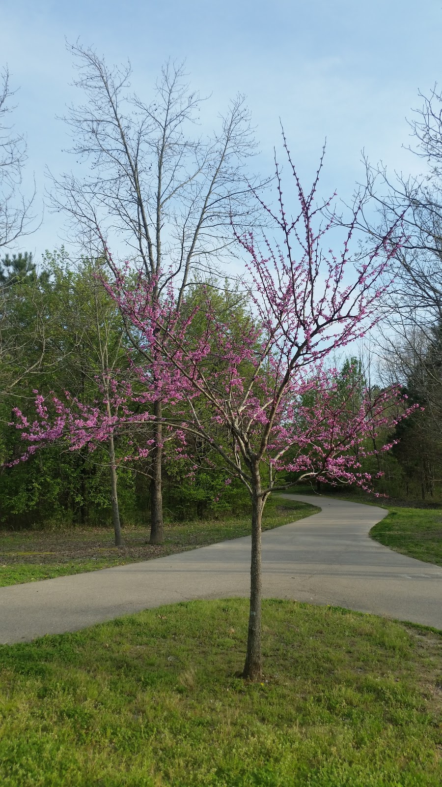 Wolf River Greenway - Shady Grove Trailhead | 6324 Humphreys Blvd, Memphis, TN 38120, USA | Phone: (901) 452-6500