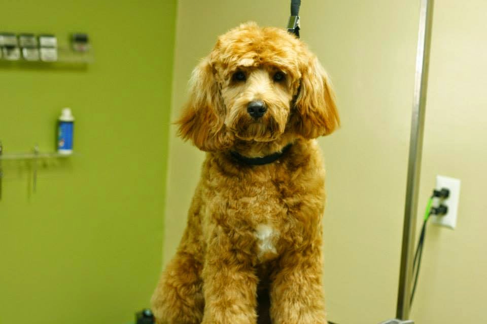 PawFect Grooming | 1456 Kennedy Blvd #2644, Aliquippa, PA 15001, USA | Phone: (724) 857-0554