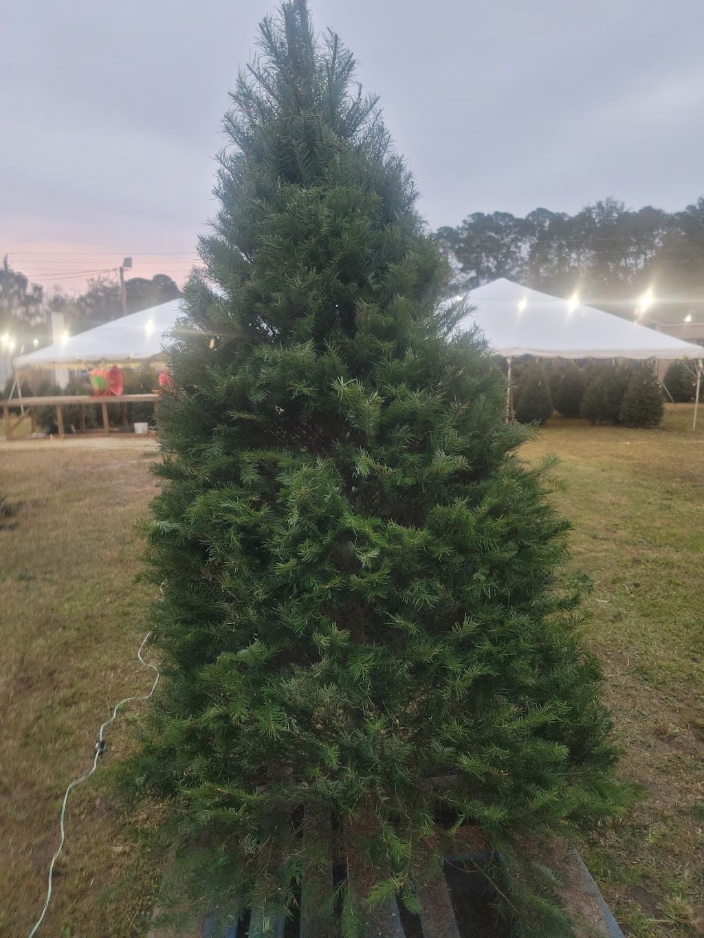 Griffin Farm Fresh Christmas Trees | 542238 US-1, Callahan, FL 32011, USA | Phone: (904) 838-2699