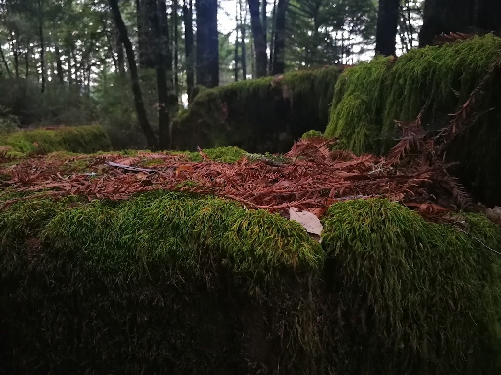 Waterman Gap Trail Camp | Skyline to the Sea Trail, Boulder Creek, CA 95006, USA | Phone: (831) 338-8861 Waterman Gap Trail Camp | Skyline to the Sea Trail, Boulder Creek, CA 95006, USA | Phone: (831) 338-8861