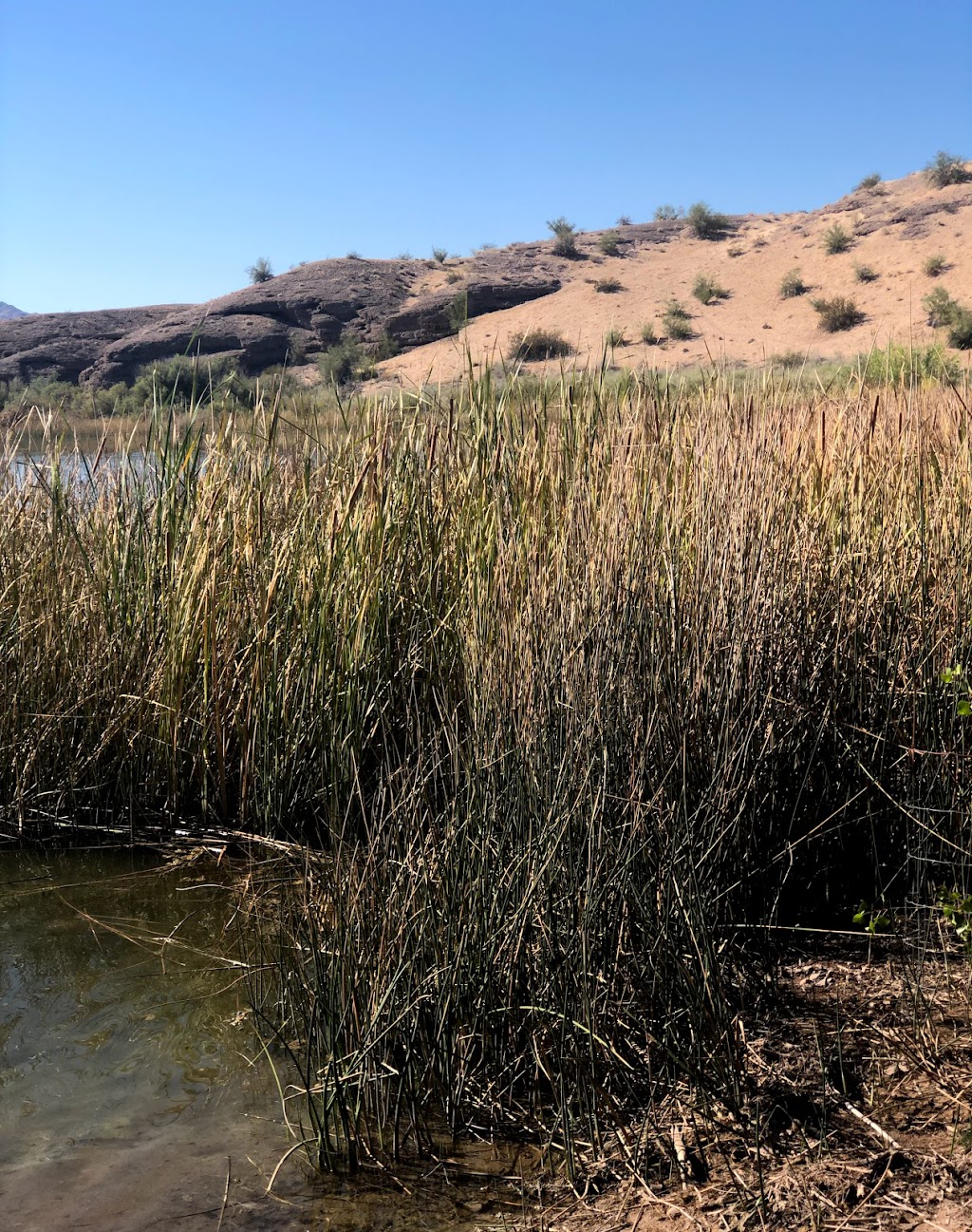 Castle Mountains National Monument | Barstow, CA 92311, USA | Phone: (760) 252-6100