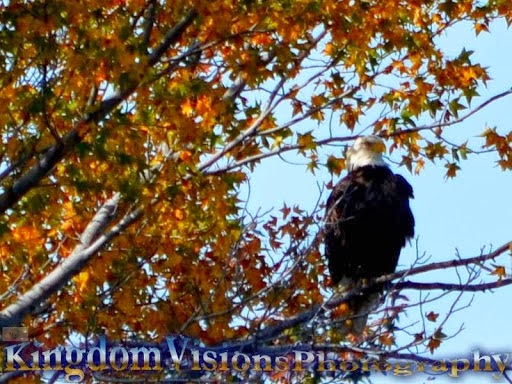 Kingdom Visions Photography | 12474 Pine Trail, Gloucester, VA 23061, USA | Phone: (757) 754-1234
