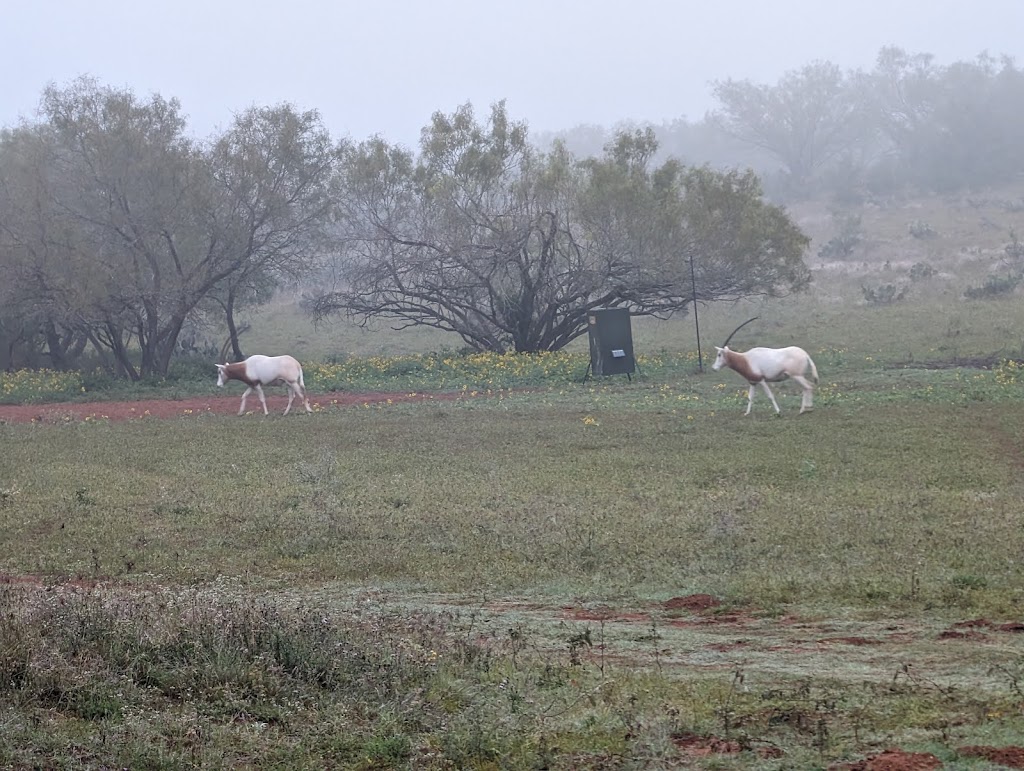 Wilson Whitetail & Wing Shooting Ranch (WWR) | 5600 Keystone Rd, Pearsall, TX 78061, USA | Phone: (210) 602-4531