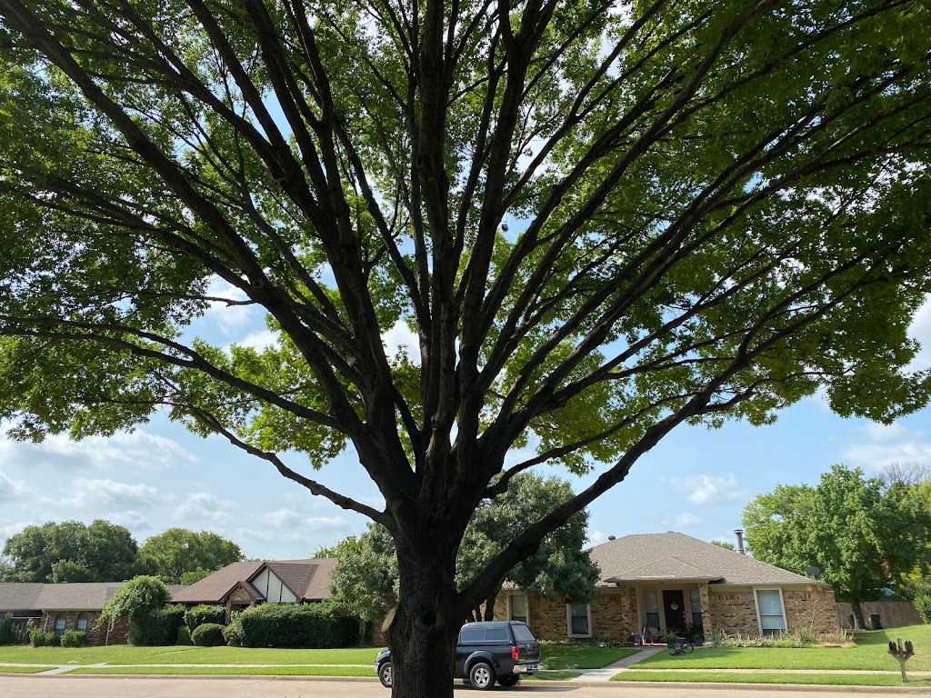 Golden Tree Maintenance | 1080 E State Hwy 121 Business, Lewisville, TX 75057, USA | Phone: (972) 416-1799