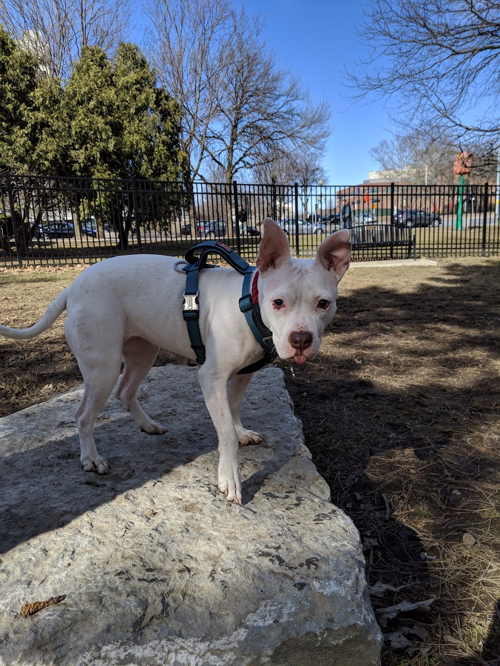 Olde English Downtown Dog Park | 119 N Pearl St, Albany, NY 12207, USA | Phone: (518) 465-2143