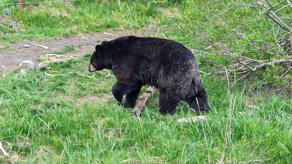 Black Bear Exhibit | 43520 Seward Hwy, Girdwood, AK 99587, USA | Phone: (907) 783-0058