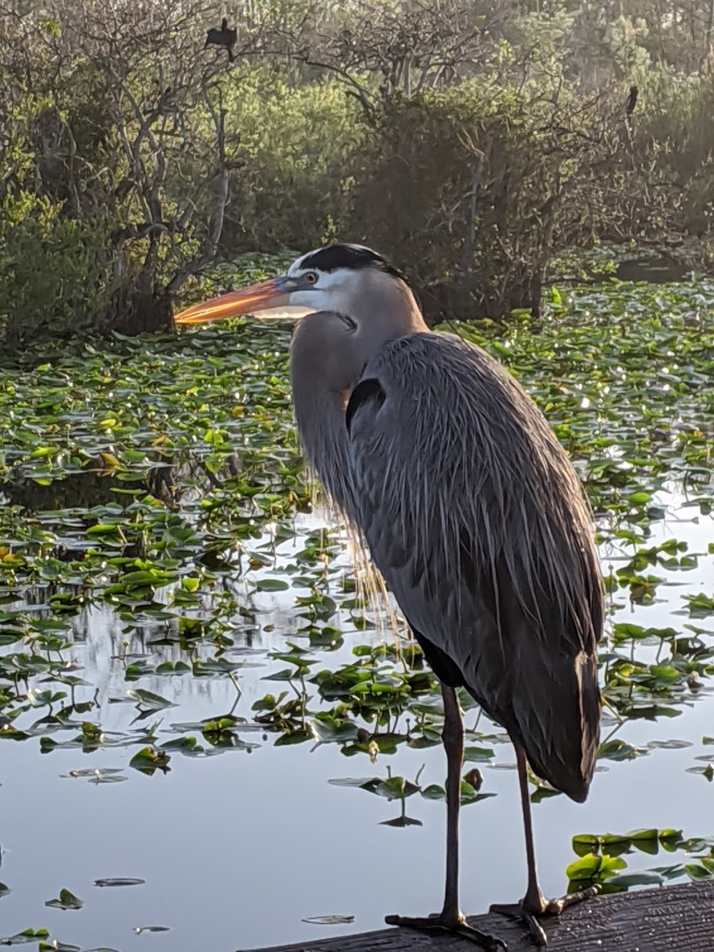 Anhinga Trail | Homestead, FL 33030 | Phone: (305) 242-7700