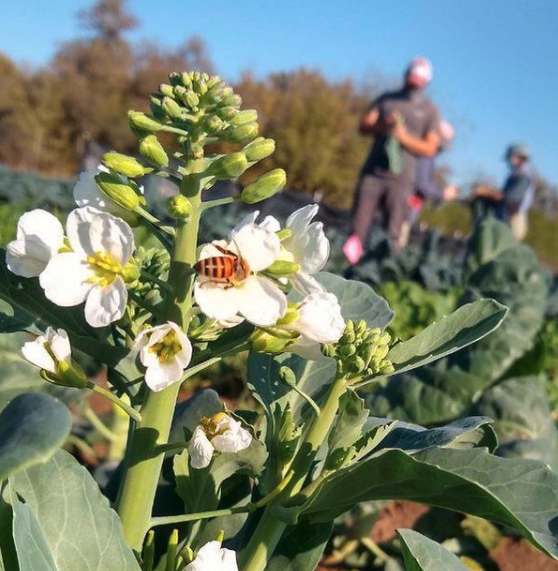 Middle Ground Farm | 186 Howard Ln, Bastrop, TX 78602, USA | Phone: (361) 317-2433