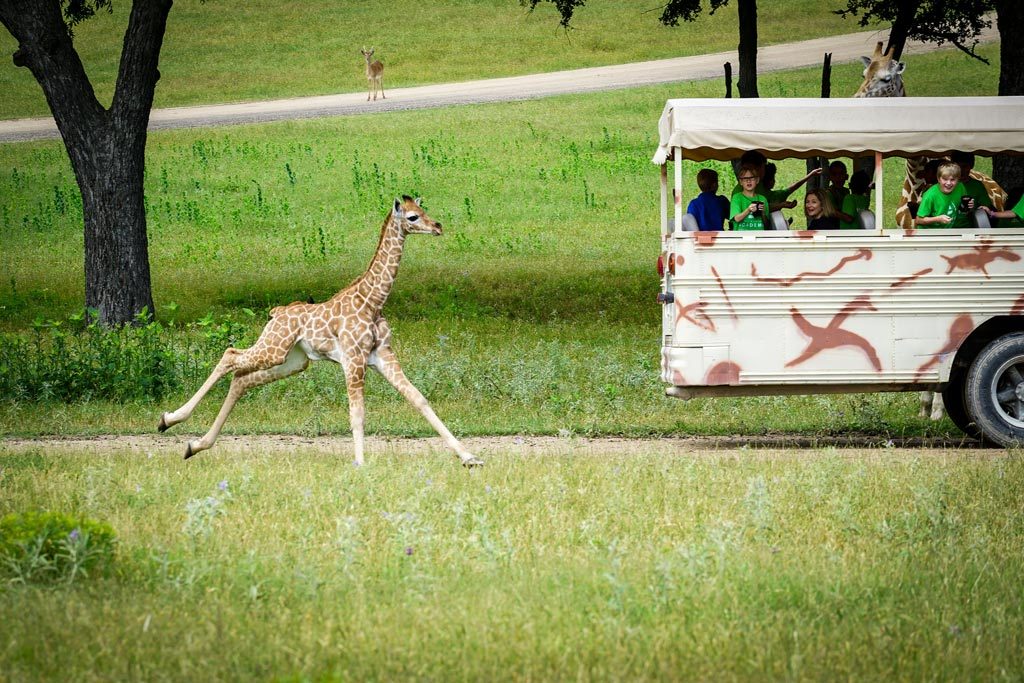 Fossil Rim Wildlife Center | 2299 Co Rd 2008, Glen Rose, TX 76043, USA | Phone: (254) 897-2960