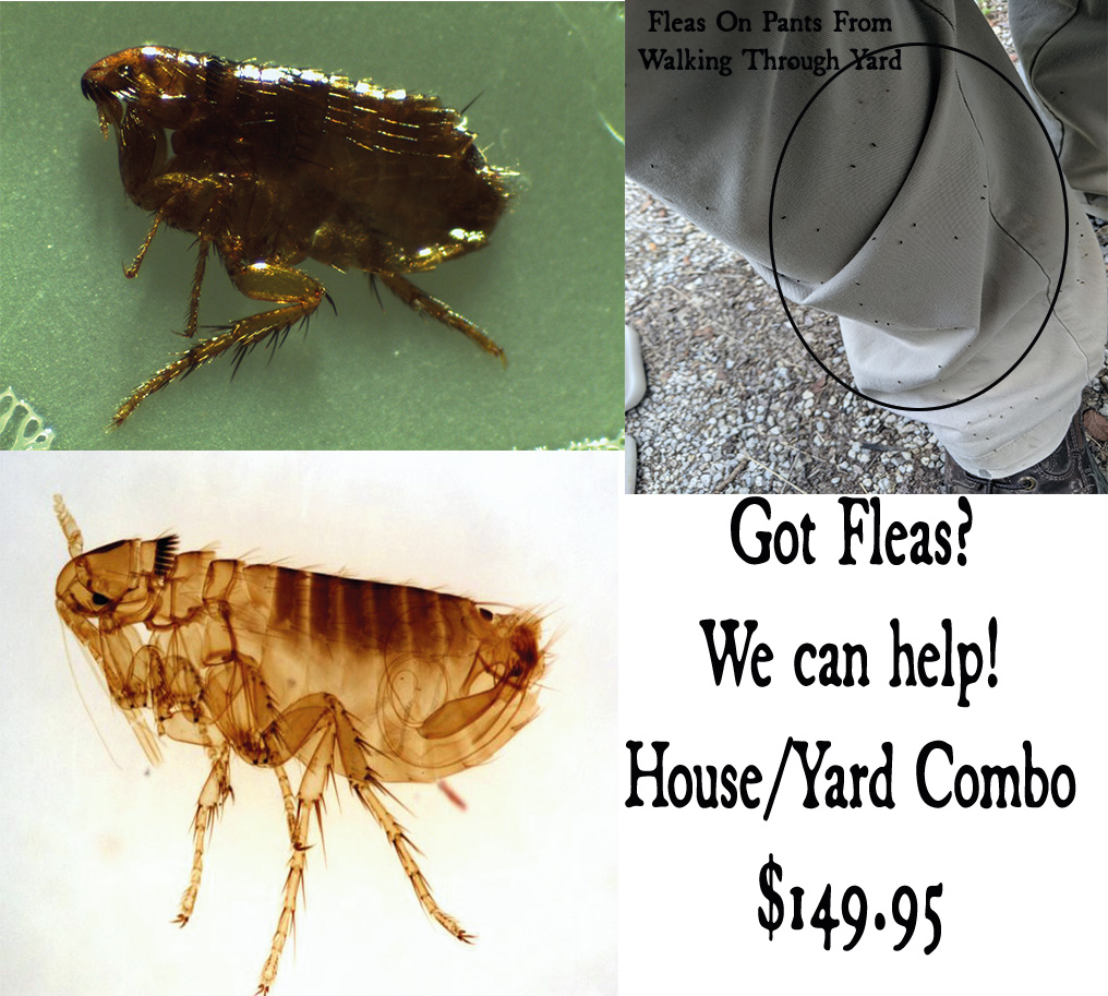 Azle Pest Control | 135 Enchanted Lakes Dr, Azle, TX 76020, USA | Phone: (817) 805-7973