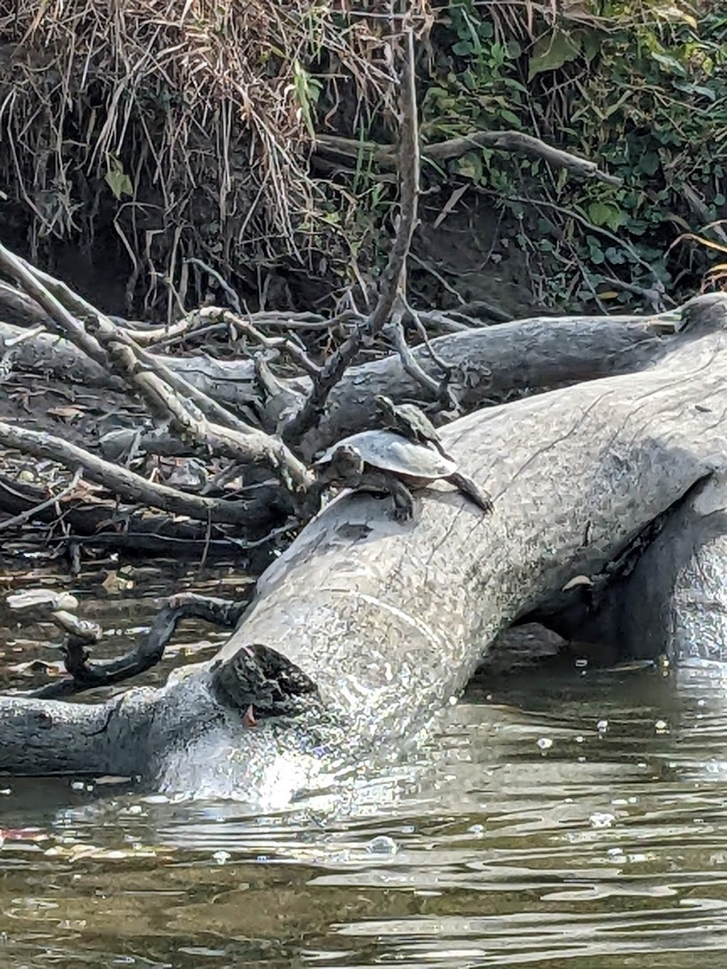 Audubon Islands State Nature Preserve | Maumee, OH 43537, USA | Phone: (614) 265-6565