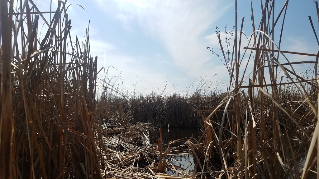 Mud Lake Forest and Ponds State Natural Area | Tollefson Rd, Rio, WI 53960, USA | Phone: (888) 936-7463