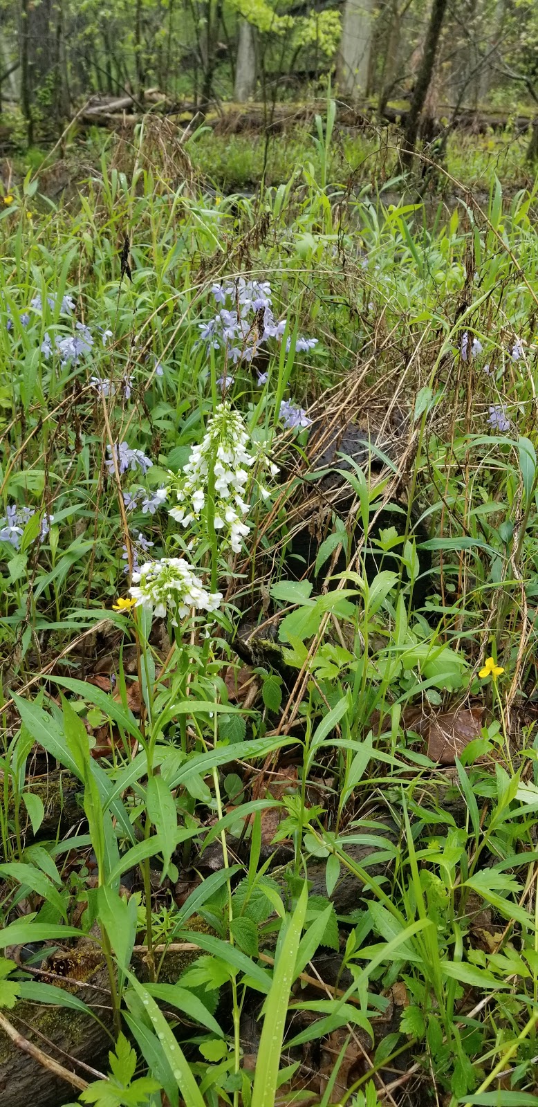 Bohm Woods Nature Preserve | Bohm School Rd, Edwardsville, IL 62025, USA | Phone: (618) 566-4451