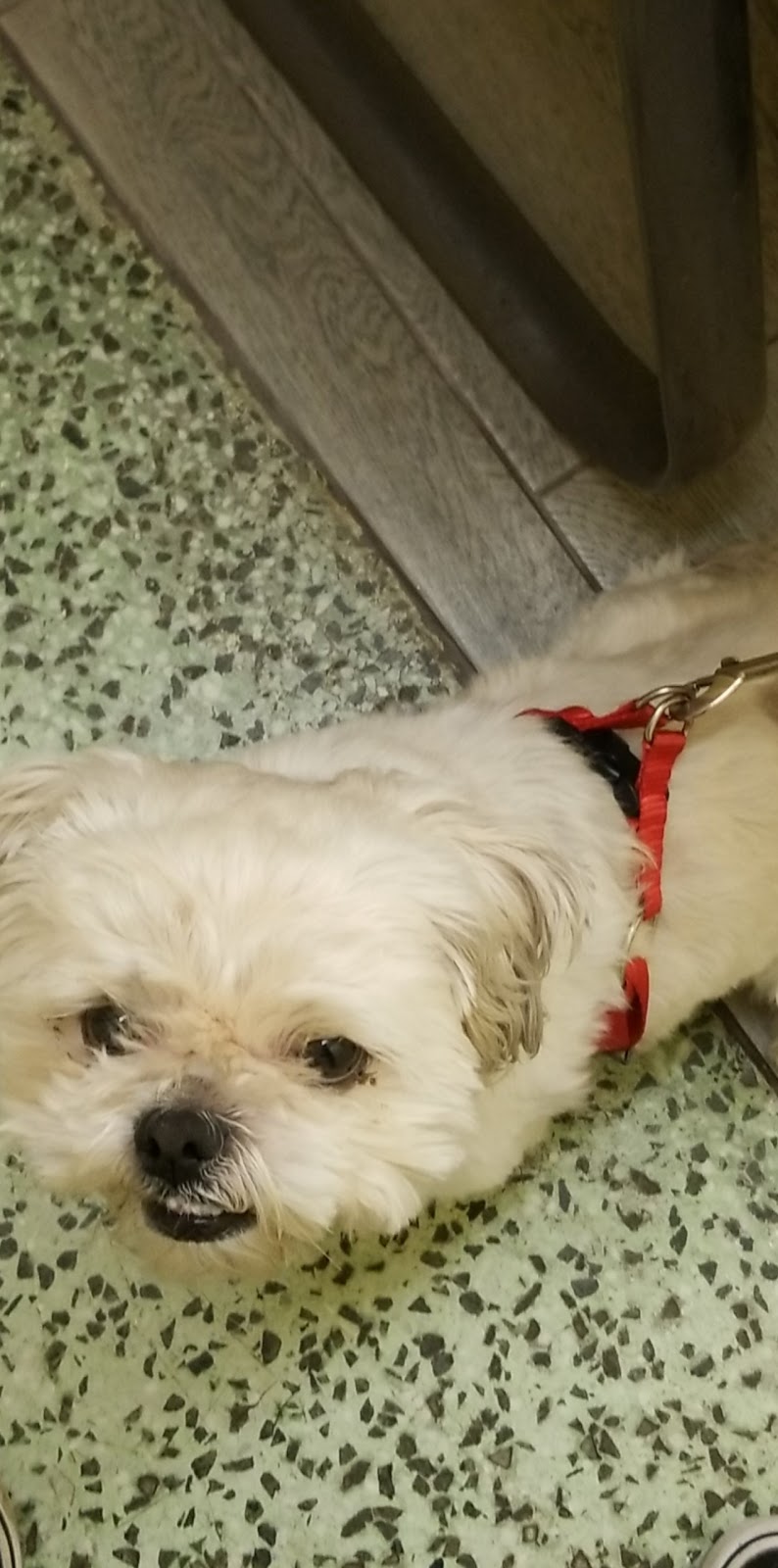 South Gate Dog - Cat Hospital | 3737 Tweedy Blvd, South Gate, CA 90280, USA | Phone: (323) 564-6913