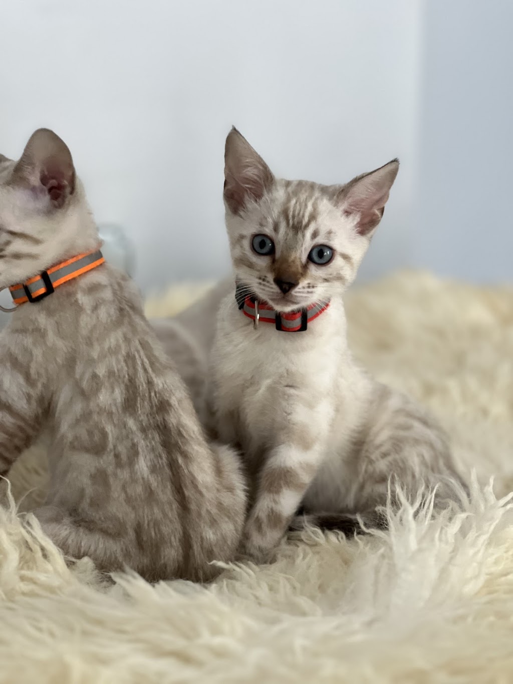 Wilderness Bengal Cats | 3933 161st Ave, Becker, MN 55308, USA | Phone: (612) 360-7147