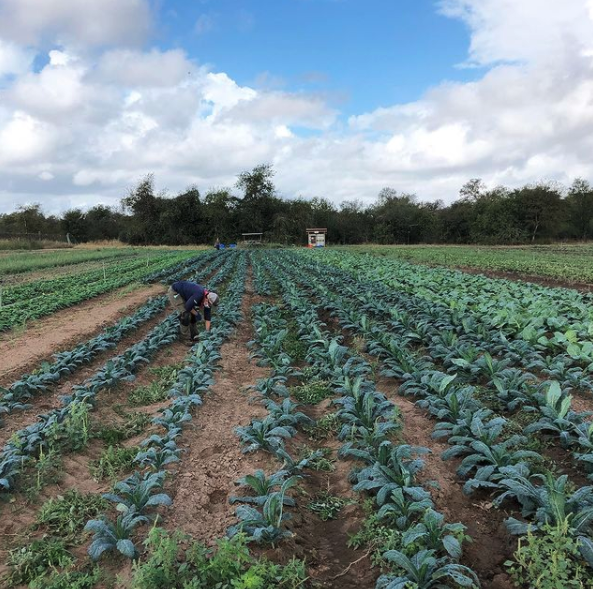 Middle Ground Farm | 186 Howard Ln, Bastrop, TX 78602, USA | Phone: (361) 317-2433