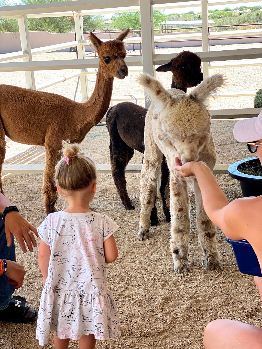 Cactus Hills Alpaca Farm | 40406 N 6th Ave, Phoenix, AZ 85086, USA | Phone: (503) 997-8120