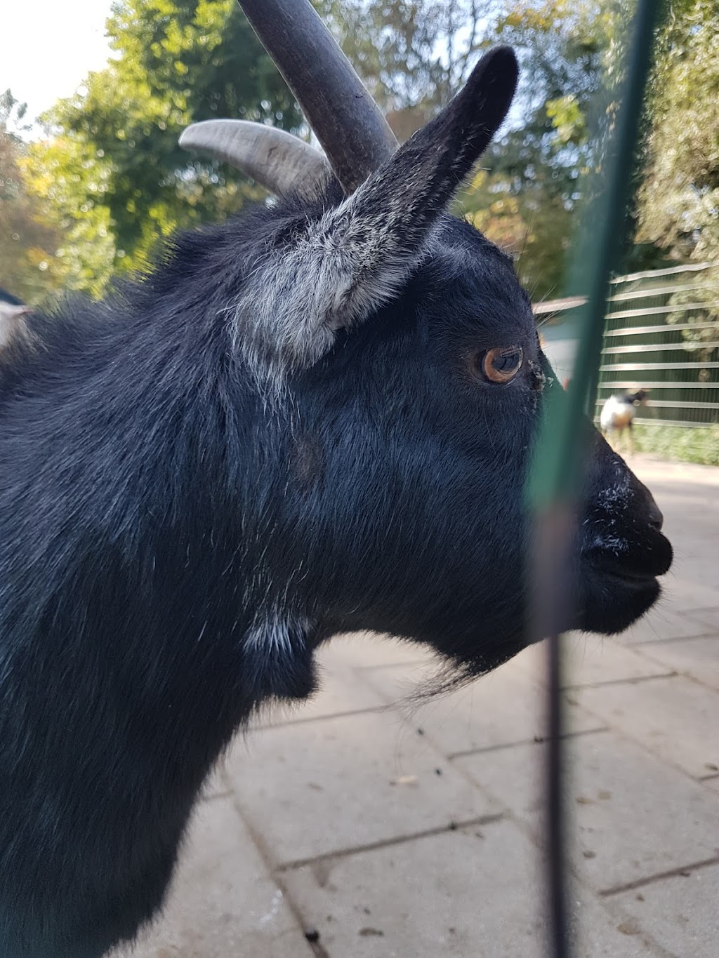 Kinderboerderij De Buiktuin | Noordhollandschkanaaldijk 19, 1034 ZL Amsterdam, Netherlands | Phone: 020 631 4376