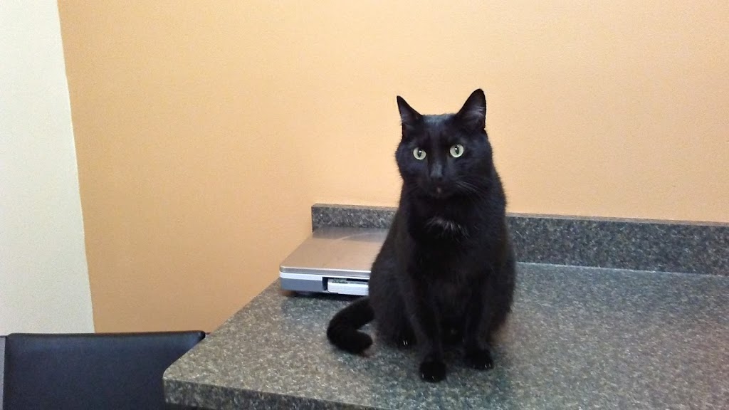 Geneva Veterinary Clinic | 254 S Broadway, Geneva, OH 44041, USA | Phone: (440) 361-4363