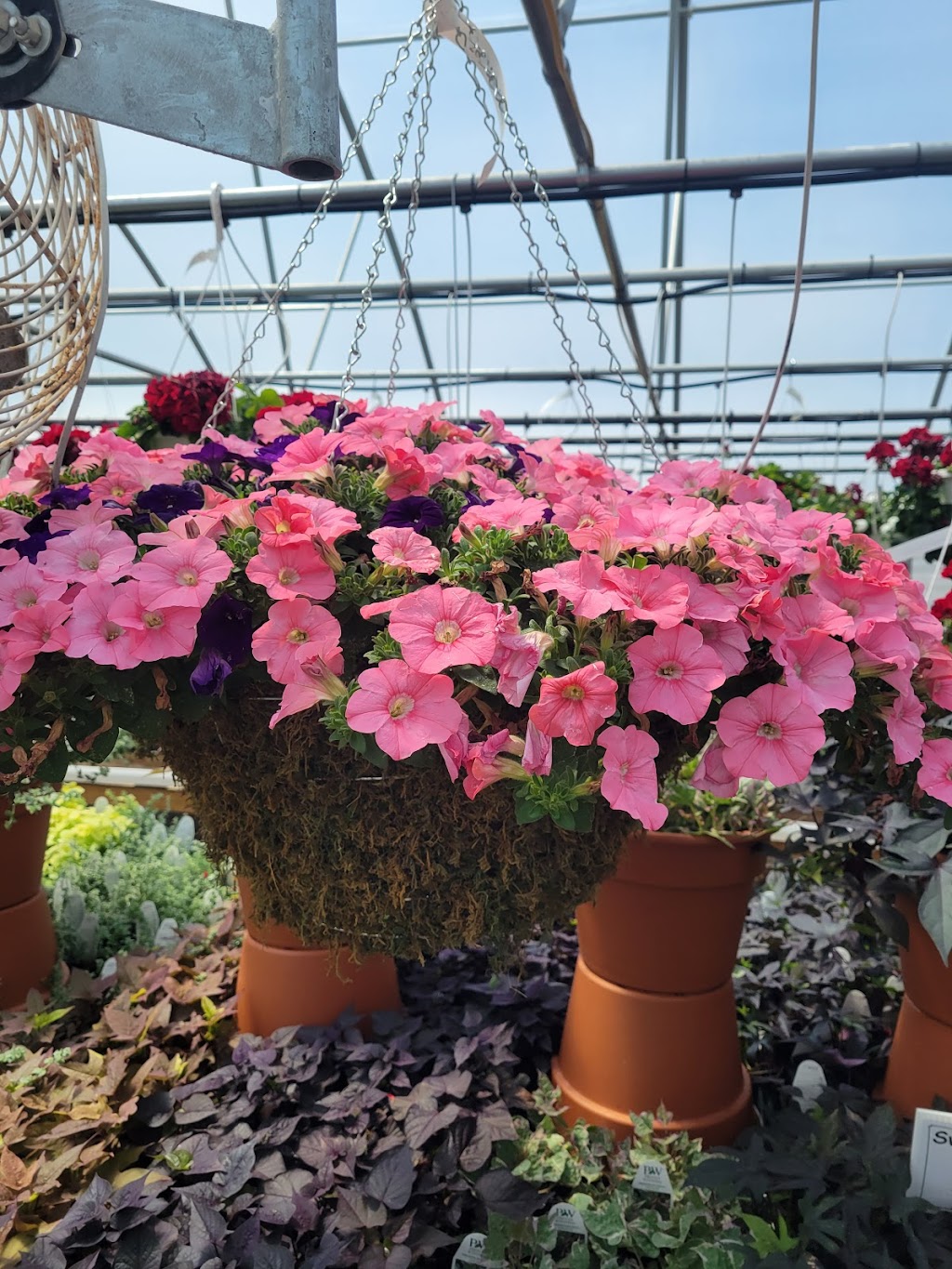 Strait Gate Greenhouses | 2298 Arrowsmith Rd, Hicksville, OH 43526, USA | Phone: (419) 487-1027