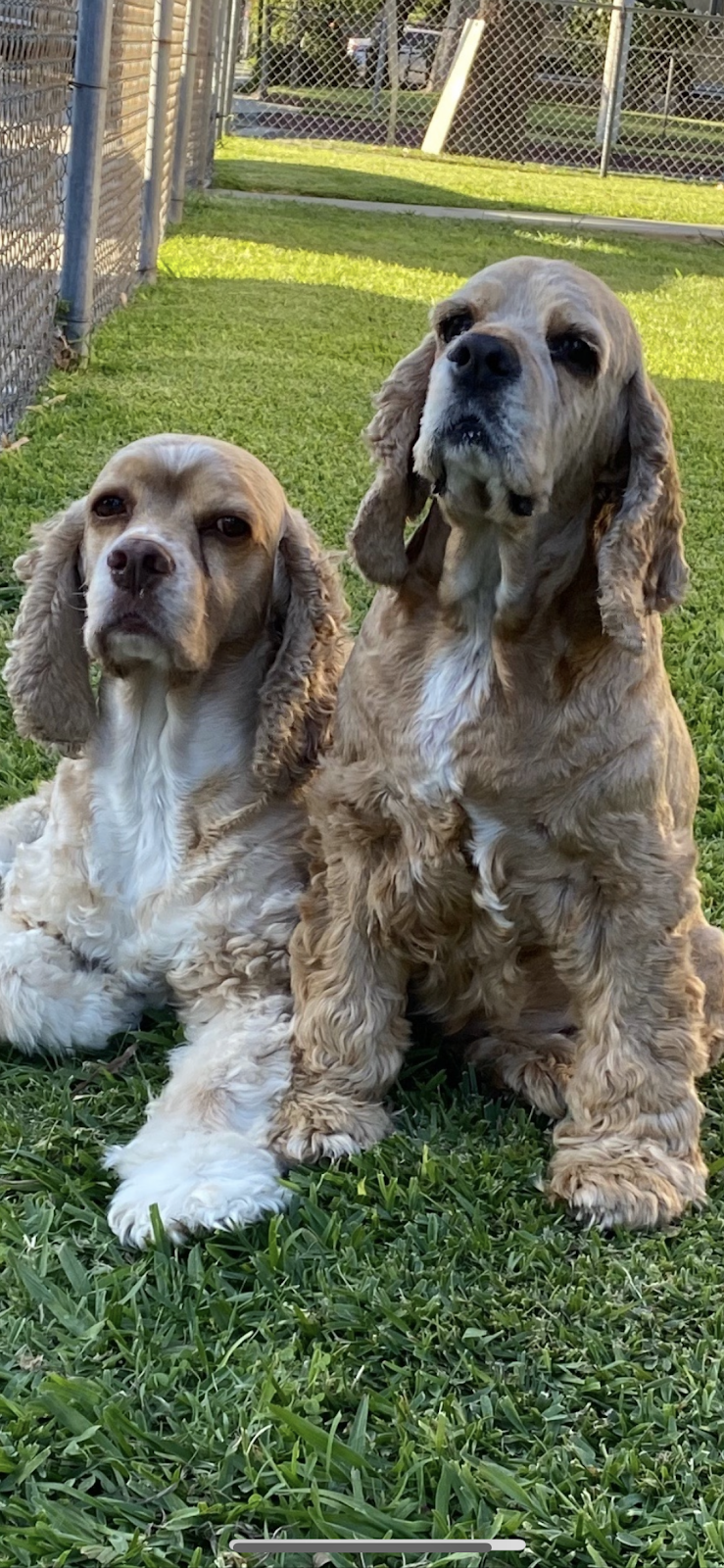 South Gate Dog - Cat Hospital | 3737 Tweedy Blvd, South Gate, CA 90280, USA | Phone: (323) 564-6913