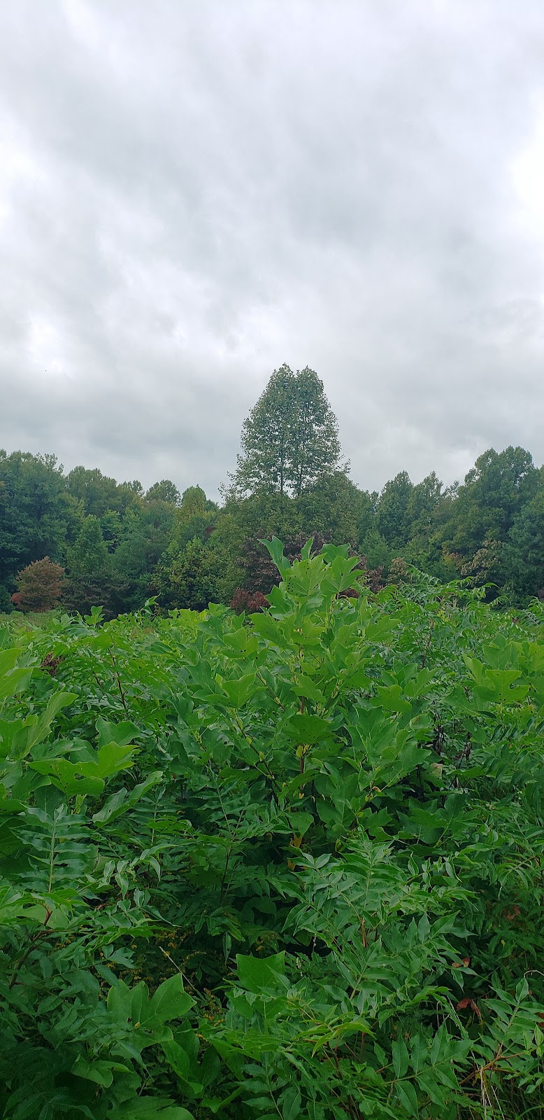 Cemetery Ridge Trail | Creekside Meadows Trail, Rockbridge, OH 43149, USA | Phone: (740) 969-8210