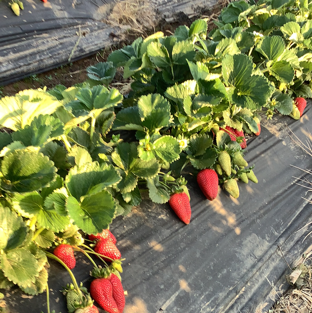 C&S Strawberry Patch | 9727 Elder Creek Rd, Sacramento, CA 95829, USA | Phone: (510) 944-4759