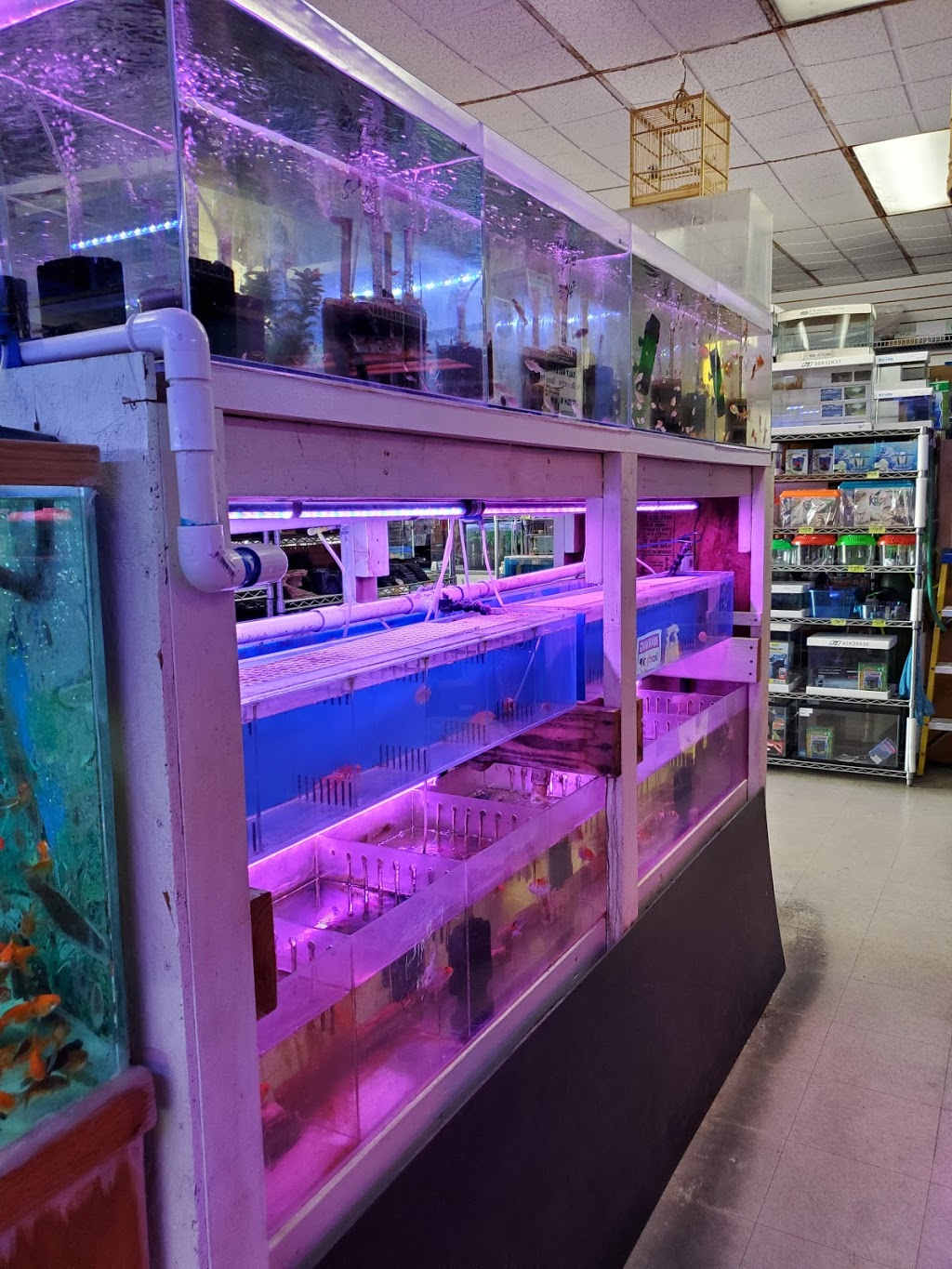 D D Fish & Pets | 2413 S Fairview St, Santa Ana, CA 92704, USA | Phone: (714) 241-0807